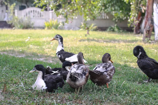 Çiftlik Arazisinde Evcil Ördek Park Dekorasyon Kuşu Halka Açık Bir — Stok fotoğraf