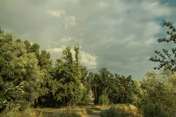 Hermoso Paisaje Verano Naturaleza Rural Vegetación Verde Hierba Árboles Con — Foto de Stock