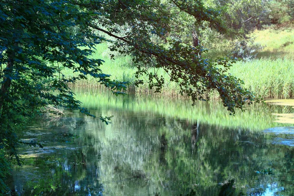 Schöner Fluss Hochland Sommer See Einem Ökologisch Sauberen Park Reservat — Stockfoto