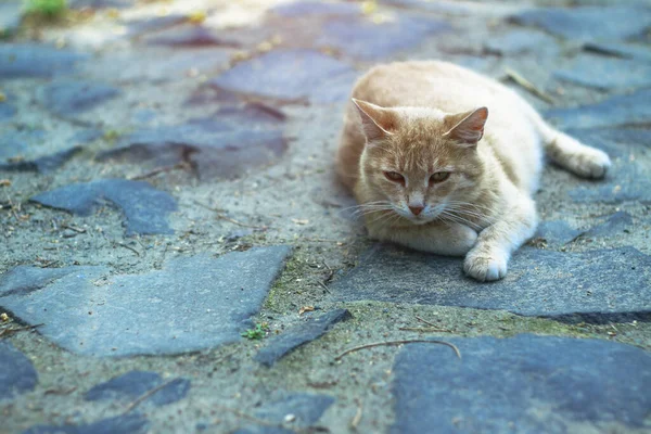 Mooi Huisdier Speels Zoek Schotse Vouw Kat Speelt Middag Voorraad — Stockfoto