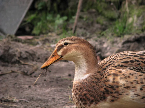 Pato Doméstico Una Finca Parque Aves Decoración Lugar Público Foto — Foto de Stock