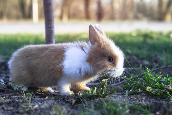 Beautiful Decorative Domestic Rabbit Meadow Eats Pet Wild Open Air — Stock Photo, Image