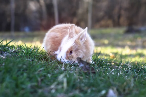 Beau Lapin Domestique Décoratif Sur Une Prairie Mange Animal Compagnie — Photo