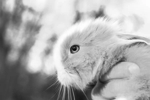 Beau Lapin Domestique Décoratif Sur Une Prairie Mange Animal Compagnie — Photo