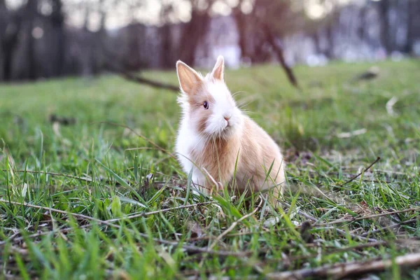 Hermoso Conejo Doméstico Decorativo Prado Come Una Mascota Naturaleza Aire —  Fotos de Stock
