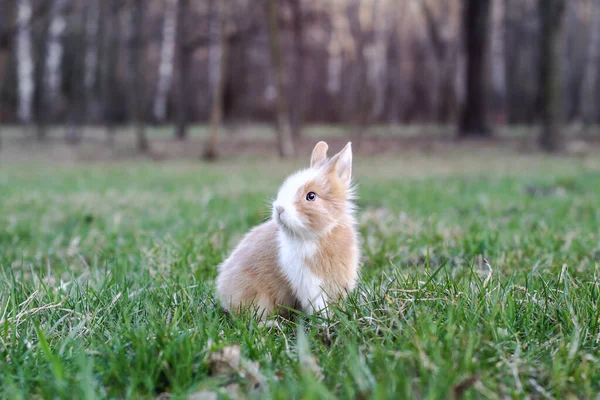 牧草地で美しい装飾国内ウサギを食べる 野生のペットが野外にいる デザインの背景 — ストック写真