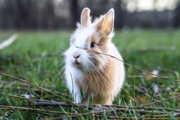 Beautiful Decorative Domestic Rabbit Meadow Eats Pet Wild Open Air — Stock Photo, Image