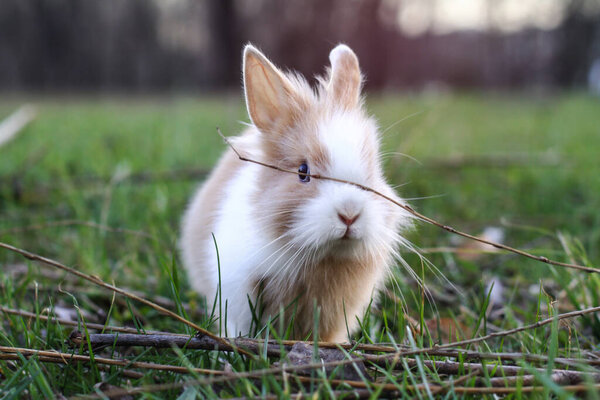 Красивый декоративный домашний кролик на лугу ест. Животное на свежем воздухе. Предыстория для дизайна
