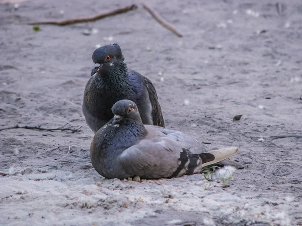 Belle Paire Sombre Pigeons Accouplement Jeu Les Oiseaux Jouent Sur — Photo