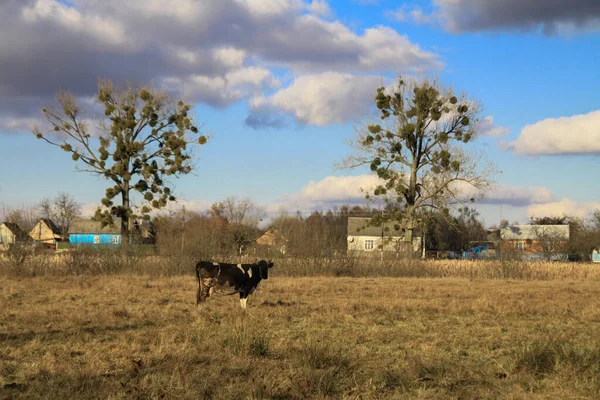 Die Kuh Weidet Auf Einer Weide Freier Natur Weide Mit — Stockfoto