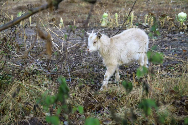 Goat Farm Village Background Green Pasture Animal Eats Grass Summer — Stock Photo, Image