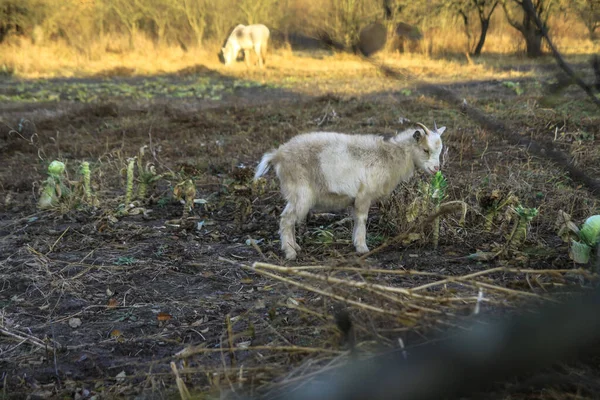 Cabra Una Granja Pueblo Sobre Fondo Pastos Verdes Animal Come — Foto de Stock