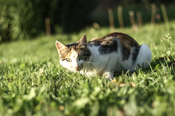 Mooi Huisdier Speels Zoek Schotse Vouw Kat Speelt Middag Voorraad — Stockfoto