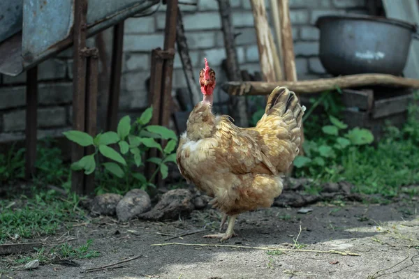 Haan Duivinnen Het Dorp Natuur Kippen Vogels Pluimveehouderij Voorraad Foto — Stockfoto