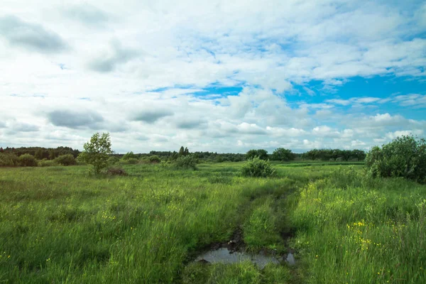 Road Swamp Flooded Water Road Wildlife Landscape Stock Photo Background — Stock Photo, Image