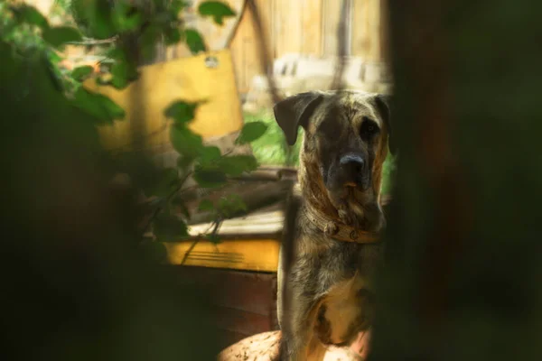 Aranyos Kisállat Természetben Közel Házhoz Szegény Hajléktalan Kutya Utcán Játszik — Stock Fotó