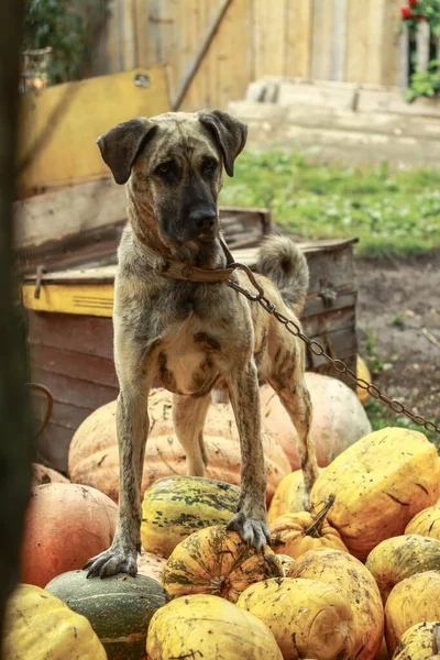 Cute pet on the nature near the house. Homeless poor dog playing on the street and looking at the camera. Stock photo for design