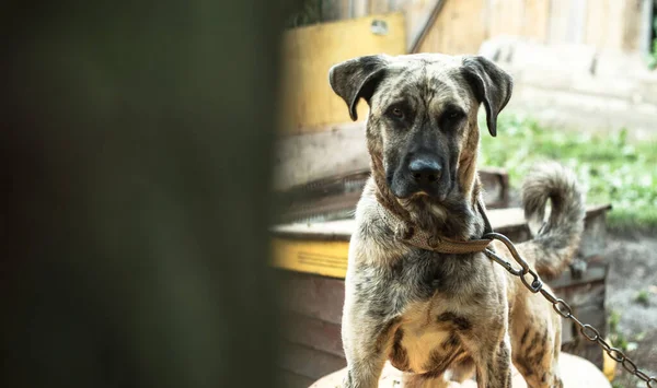 Mignon Animal Compagnie Sur Nature Près Maison Pauvre Chien Sans — Photo