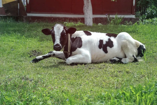 Vache Paître Dans Pâturage Dans Nature Pré Avec Bétail Ferme — Photo