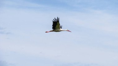 Leylek yuvada oturan büyük, güzel bir kuştur. Yazın köyün yakınındaki doğa. Stok fotoğraf arkaplanı