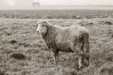 Sisin içinde sonbahar otlaklarında koyun otlar. Fotoğraf sepya tonlarında. Tasarım için stok arkaplanı