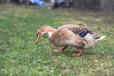 Çiftlik arazisinde evcil ördek. Park dekorasyon kuşu halka açık bir yerde. Tasarım için stok fotoğrafı