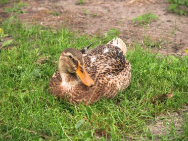 Çiftlik arazisinde evcil ördek. Park dekorasyon kuşu halka açık bir yerde. Tasarım için stok fotoğrafı