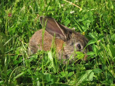 Güzel dekoratif evcil tavşan çayırda yemek yiyor. Açık havada vahşi bir evcil hayvan. Tasarım için stok arkaplanı