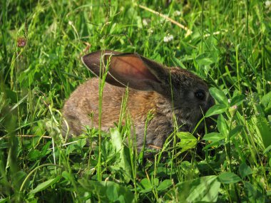 Güzel dekoratif evcil tavşan çayırda yemek yiyor. Açık havada vahşi bir evcil hayvan. Tasarım için stok arkaplanı