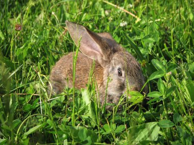 Güzel dekoratif evcil tavşan çayırda yemek yiyor. Açık havada vahşi bir evcil hayvan. Tasarım için stok arkaplanı