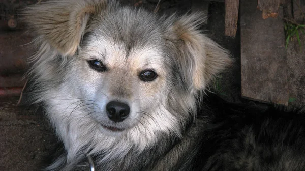 Linda Mascota Naturaleza Cerca Casa Perro Pobre Sin Hogar Jugando — Foto de Stock