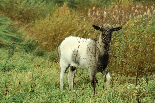 Goat Farm Village Background Green Pasture Animal Eats Grass Summer — Stock Photo, Image