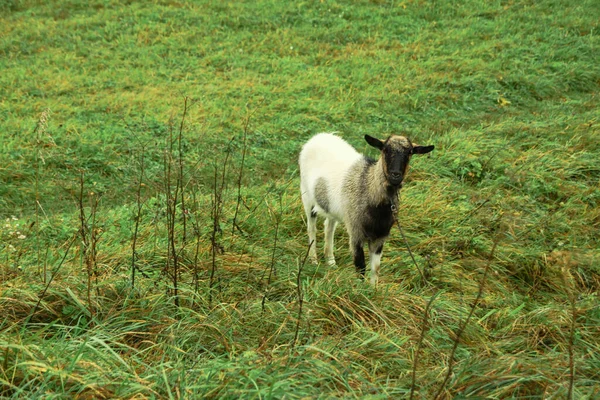 Chèvre Sur Une Ferme Dans Village Sur Fond Pâturage Vert — Photo