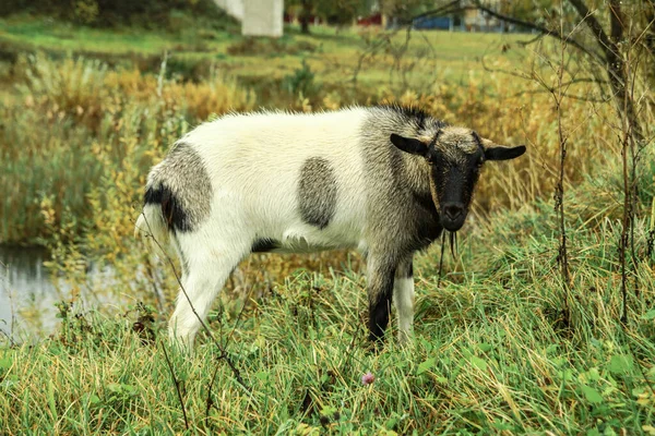 Chèvre Sur Une Ferme Dans Village Sur Fond Pâturage Vert — Photo