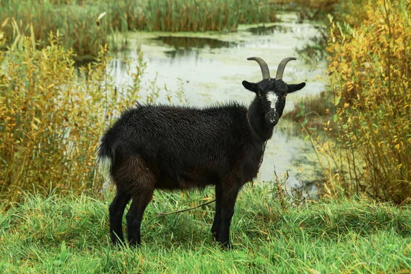 Cabra Una Granja Pueblo Sobre Fondo Pastos Verdes Animal Come — Foto de Stock