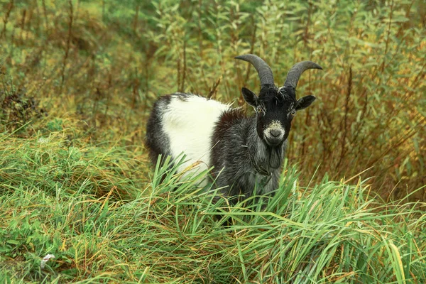 Cabra Una Granja Pueblo Sobre Fondo Pastos Verdes Animal Come — Foto de Stock