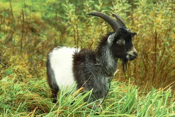 Goat Farm Village Background Green Pasture Animal Eats Grass Summer — Stock Photo, Image