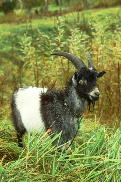 村里的一个农场上有一只山羊 它的背景是一片绿色的牧场 这种动物在夏天和秋天吃草 库存照片背景 — 图库照片