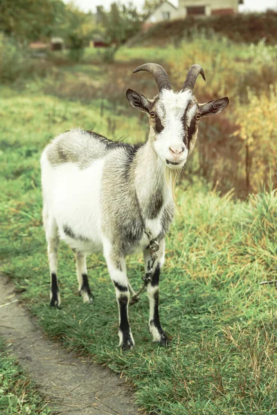 Cabra Uma Fazenda Aldeia Contexto Pasto Verde Animal Come Grama — Fotografia de Stock