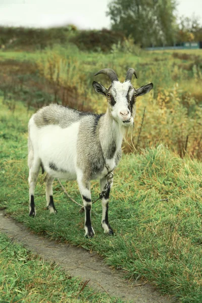 Cabra Una Granja Pueblo Sobre Fondo Pastos Verdes Animal Come — Foto de Stock