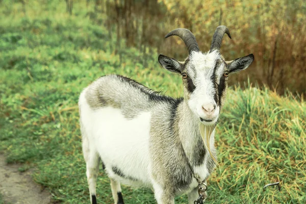 Cabra Una Granja Pueblo Sobre Fondo Pastos Verdes Animal Come — Foto de Stock
