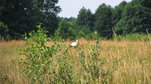 Cigogne Est Grand Bel Oiseau Assis Dans Nid Nature Près — Photo