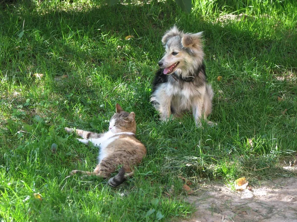 Kızıl Kedi Köpek Çimenlerde Yürüyor Parktaki Evcil Hayvanların Arkadaşlığı Doğadaki — Stok fotoğraf