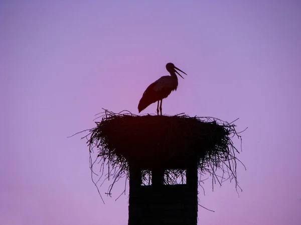 Stork Velký Krásný Pták Sedící Hnízdě Příroda Blízkosti Vesnice Létě — Stock fotografie