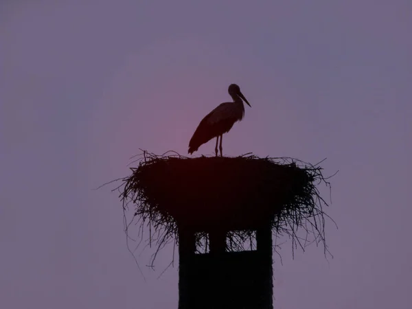 Stork Velký Krásný Pták Sedící Hnízdě Příroda Blízkosti Vesnice Létě — Stock fotografie