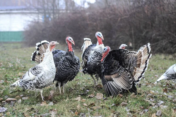 Grupo Pavos Una Granja Pie Naturaleza Mascotas Parque Protegido Fondo — Foto de Stock