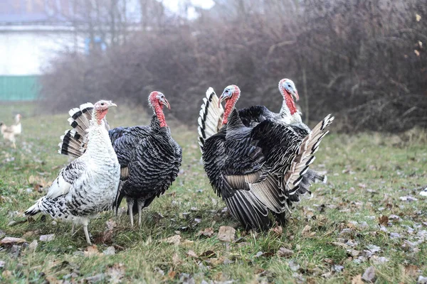 Grupo Pavos Una Granja Pie Naturaleza Mascotas Parque Protegido Fondo — Foto de Stock