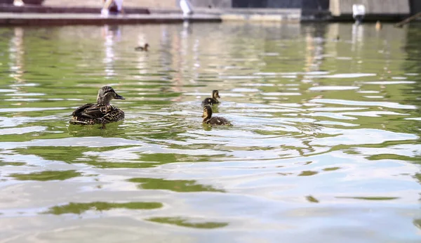 母親を持つアヒルの小さな家族は成長する時間を過ごす 鳥は公園の湖で泳ぐ デザインのためのストックフォト — ストック写真