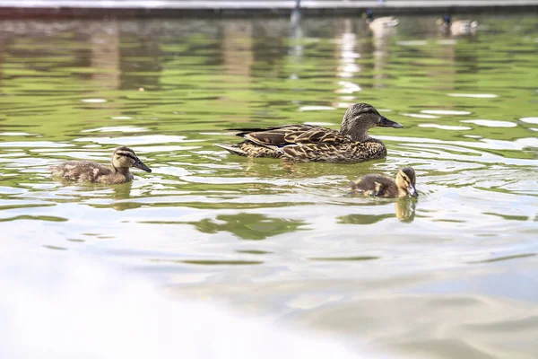 Eine Kleine Entenfamilie Mit Ihrer Mutter Verbringt Ihre Zeit Damit — Stockfoto