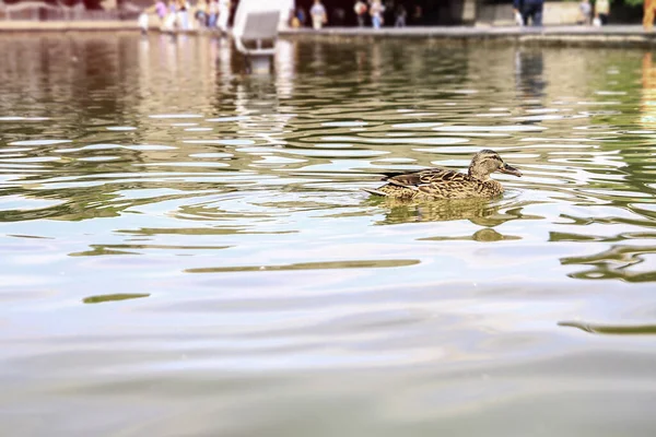 母親を持つアヒルの小さな家族は成長する時間を過ごす 鳥は公園の湖で泳ぐ デザインのためのストックフォト — ストック写真